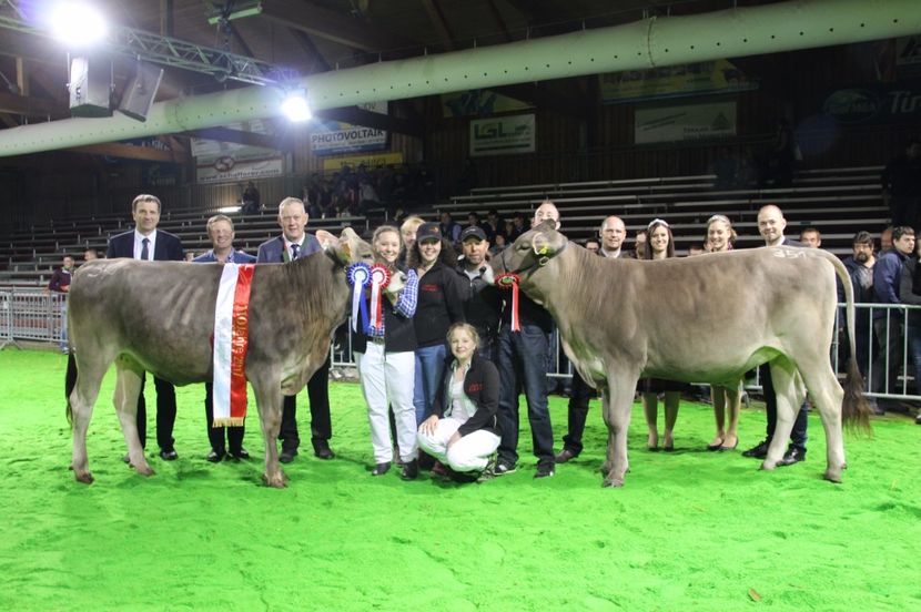 Rasa Tiroler Braunvieh-654 - Rase de oi si capre poze deosebite 14