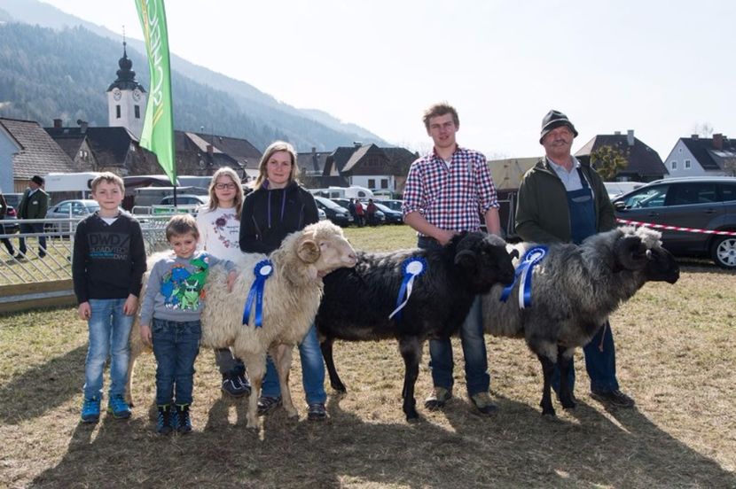 Si copii le place - Rase de oi si capre poze deosebite 14