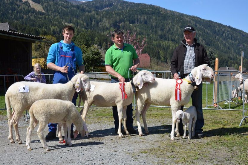 Si mielute si miei mici - Rase de oi si capre poze deosebite 14