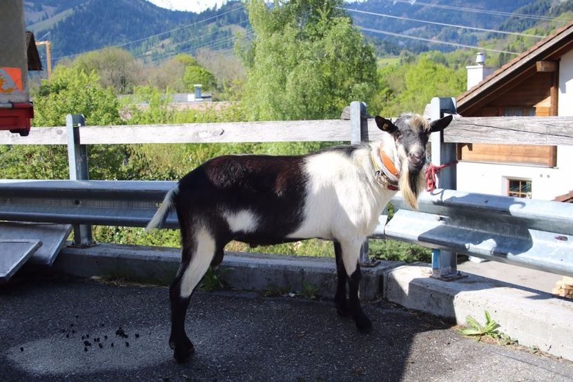 tap tanar Paun frumos-655 - Rase de oi si capre poze deosebite 14