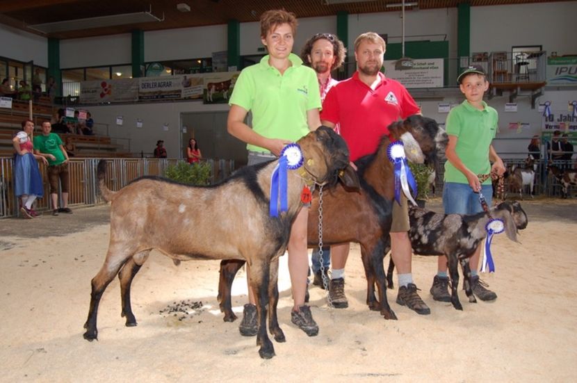 Tapii Anglo-Nubieni-54cj - Rase de oi si capre poze deosebite 14