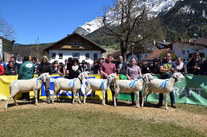 Tineret cu mielusei-43d - Rase de oi si capre poze deosebite 14