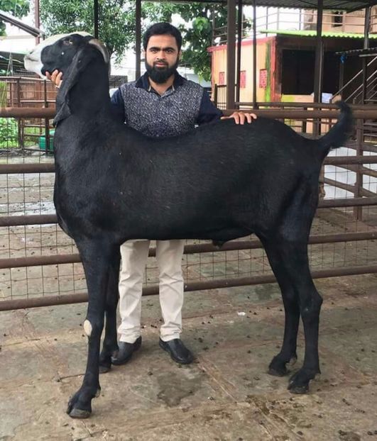Tot din Pakistan o rasa,,, - Rase de oi si capre poze deosebite 14