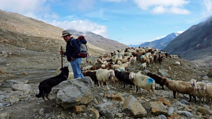 Trecem muntele cu oitele Bergschaf - Rase de oi si capre poze deosebite 14