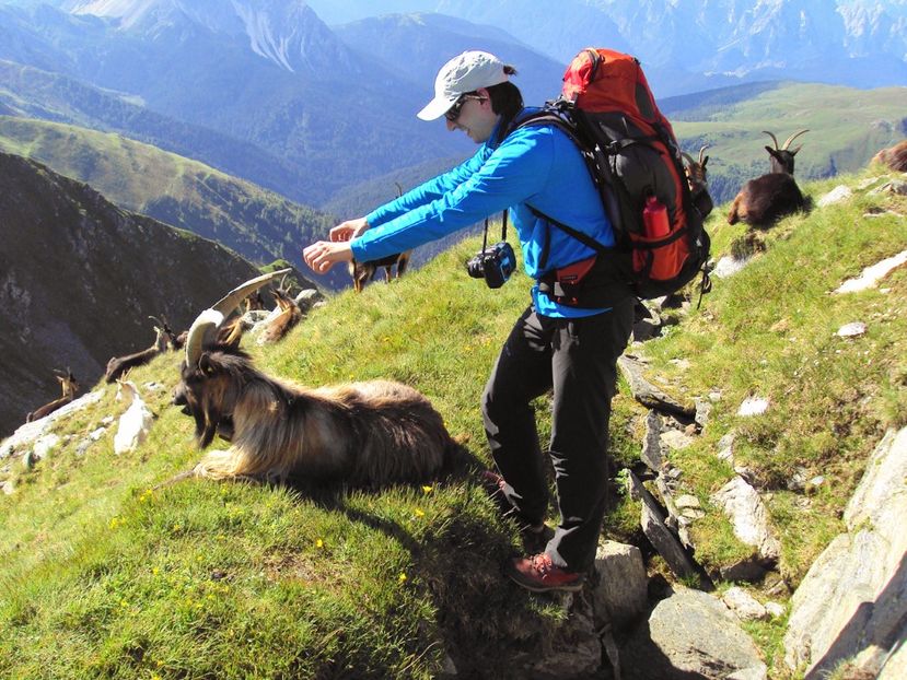 Turistul cu caprele Passiria pe munte - Rase de oi si capre poze deosebite 14
