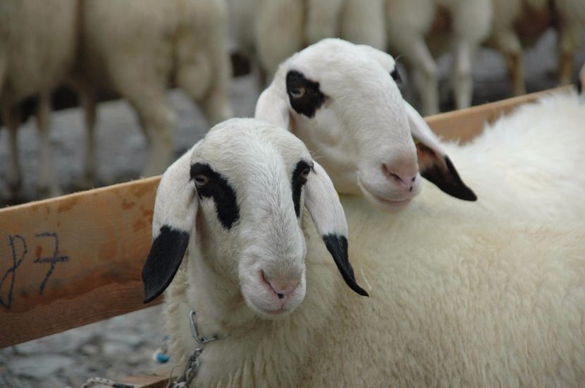 Villnosser Brillenschaf in Tirol - Rase de oi si capre poze deosebite 14