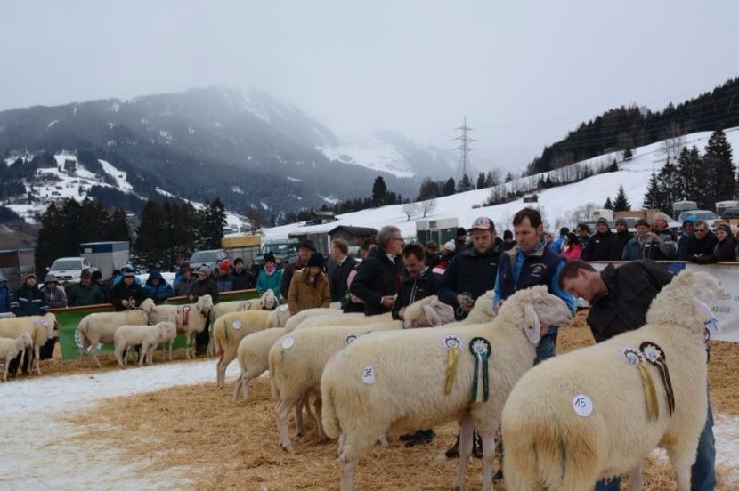 Zapada si oi frumoase-7ul - Rase de oi si capre poze deosebite 14