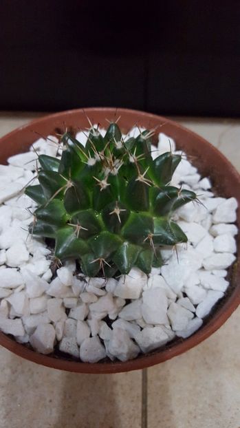  - Mammillaria vallensis var brevispina