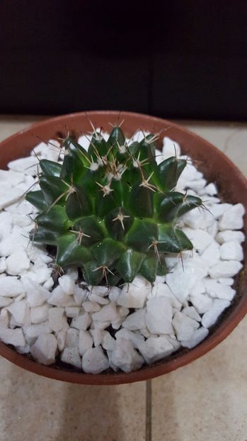  - Mammillaria vallensis var brevispina