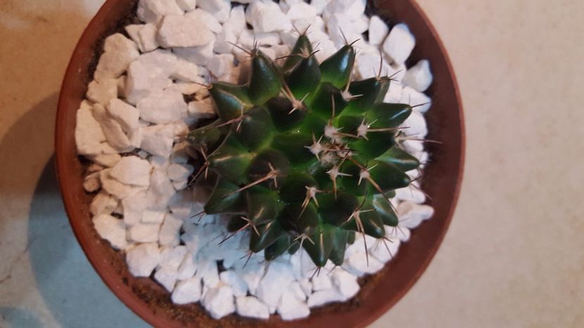  - Mammillaria vallensis var brevispina