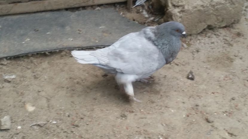  - ROMAGNOLI PORUMBEI