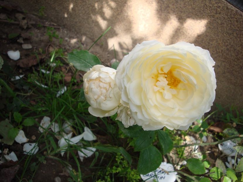  - Stephanie Baronin zu Guttenberg