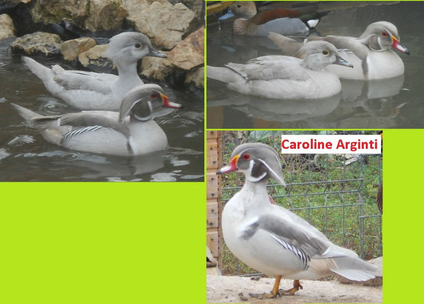 4. Carolin Argintiu7 - Vand Rate Mandarine Caroline Micul Atlantic
