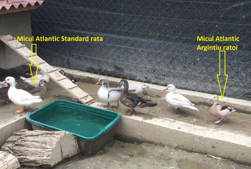 6. Micul Atlantic standard plus argintiu - Vand Rate Mandarine Caroline Micul Atlantic
