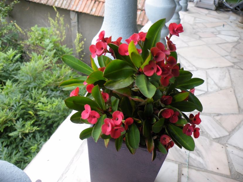  - 2017 in gradina mea