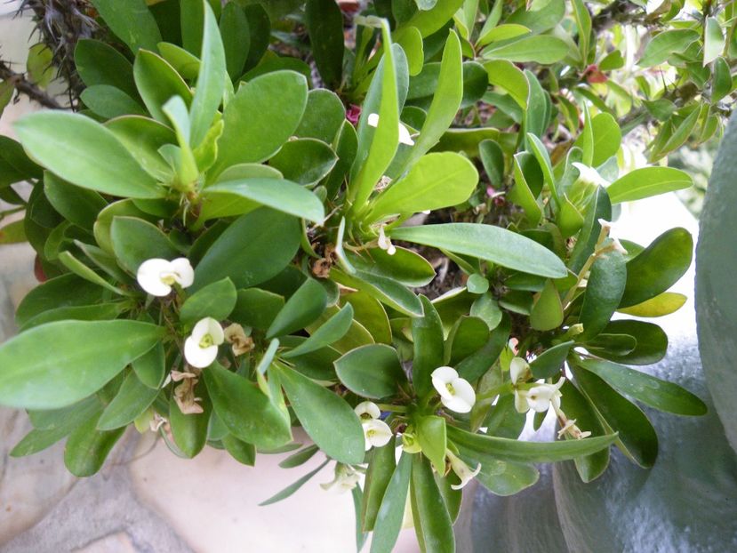  - 2017 in gradina mea