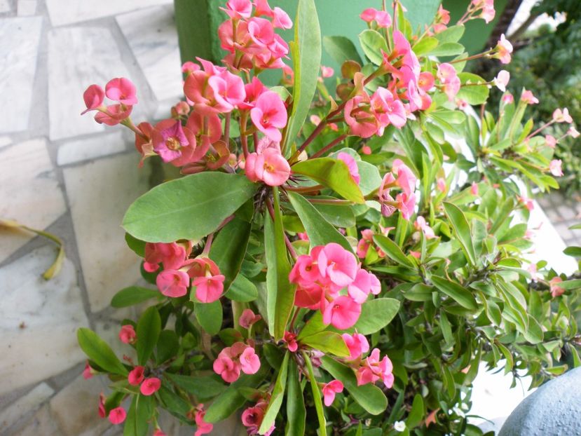  - 2017 in gradina mea