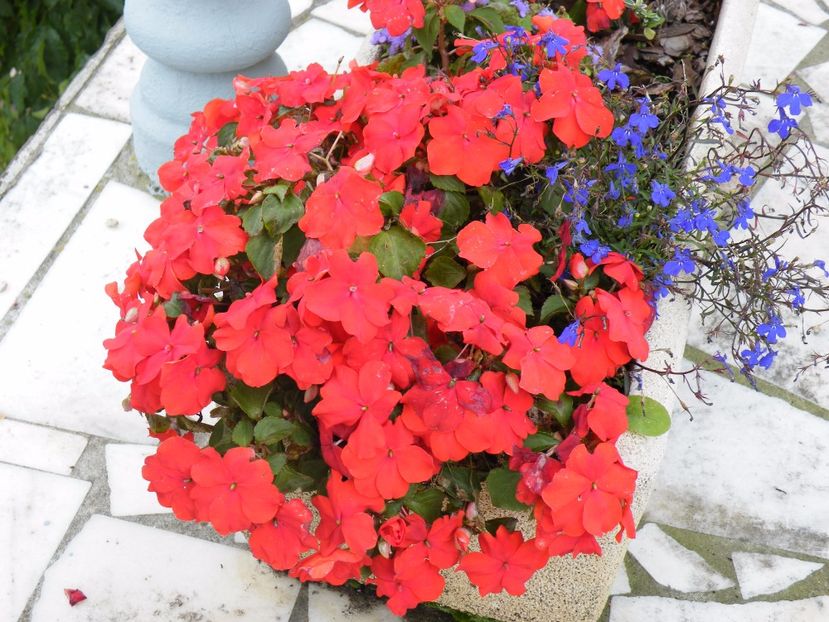  - 2017 in gradina mea