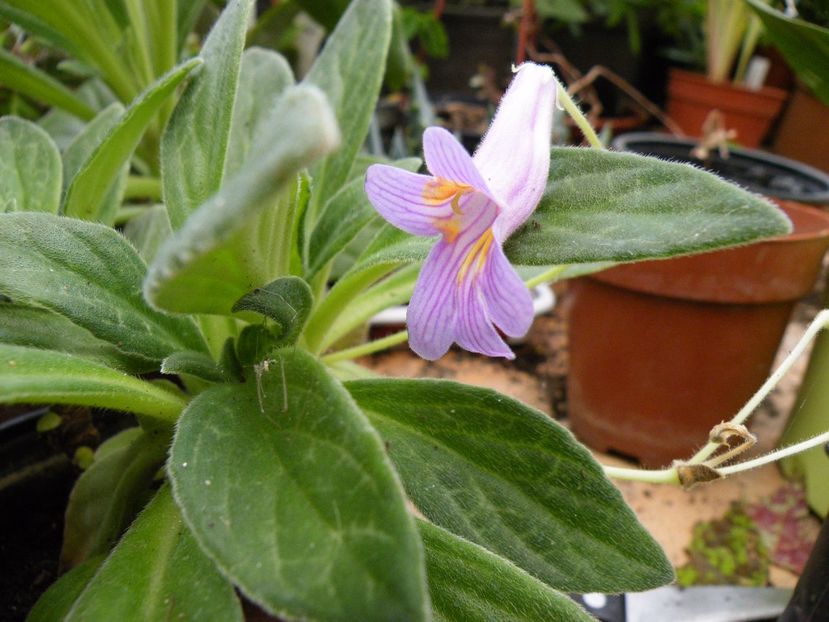  - 2017 in gradina mea