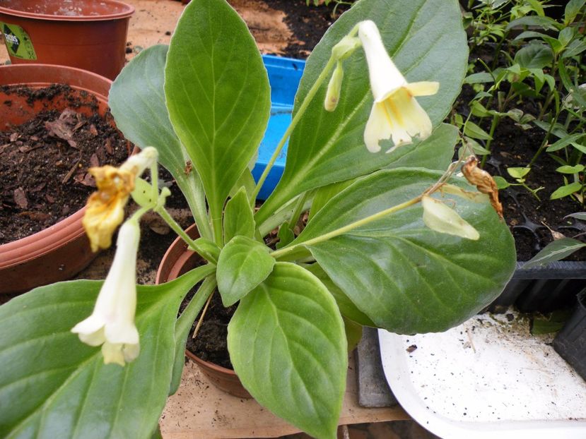  - 2017 in gradina mea