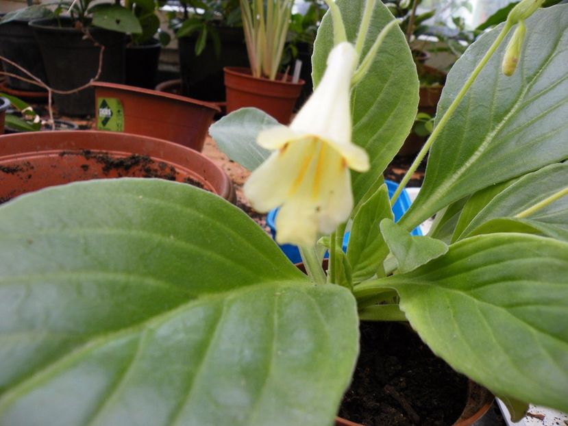  - 2017 in gradina mea