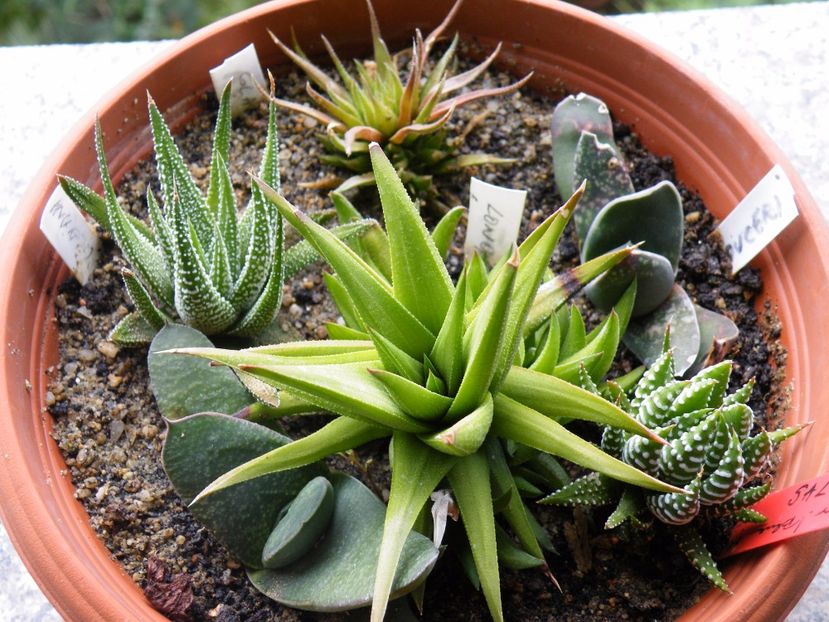  - Colectie suculente