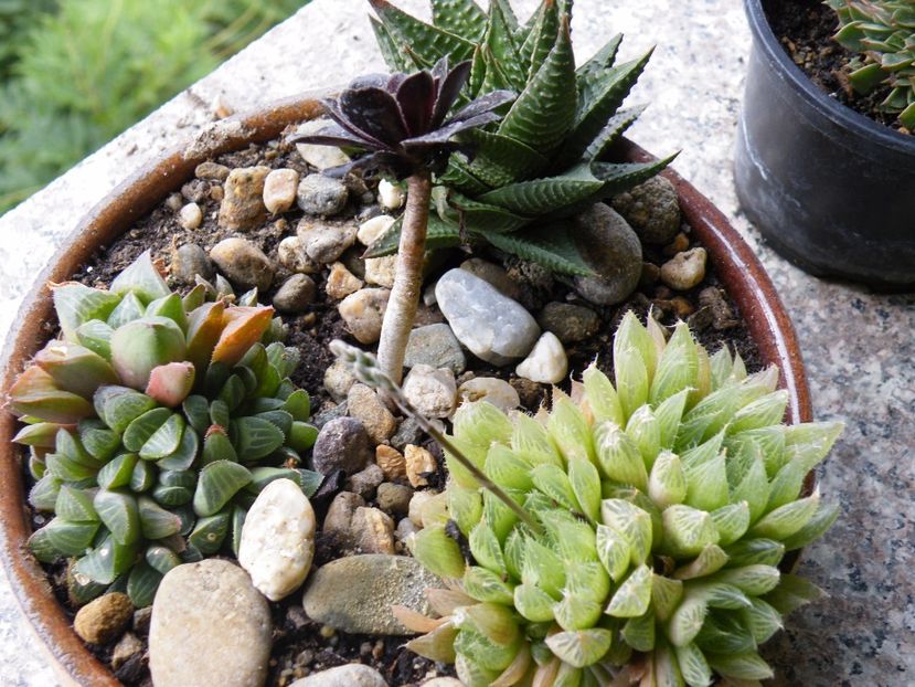  - Colectie suculente