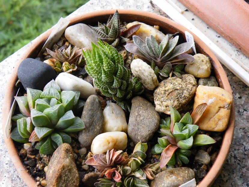  - Colectie suculente