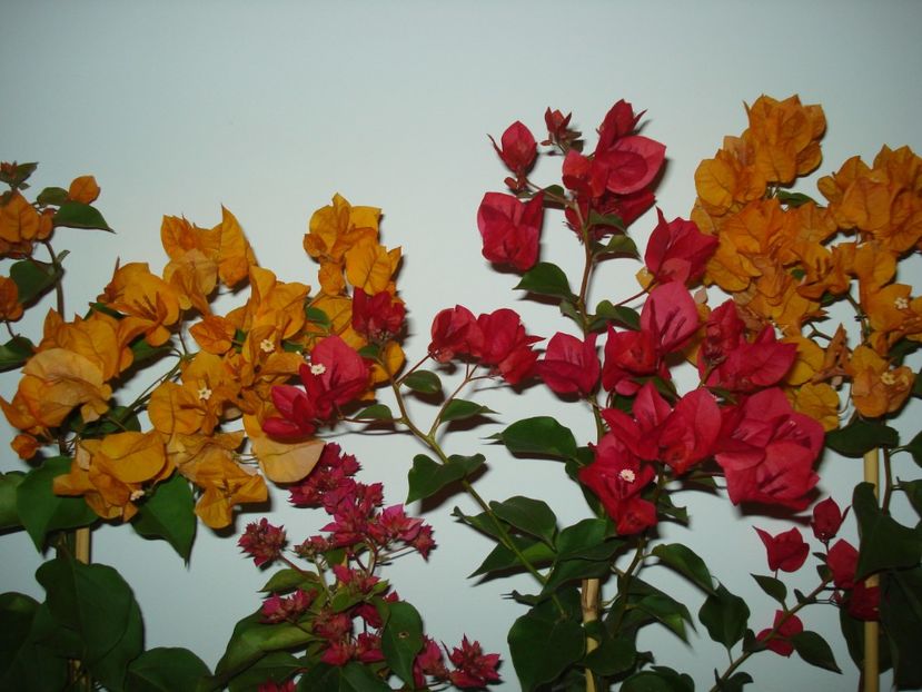  - BOUGAINVILLEA