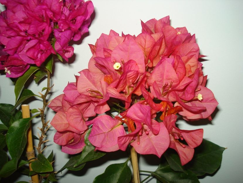  - BOUGAINVILLEA