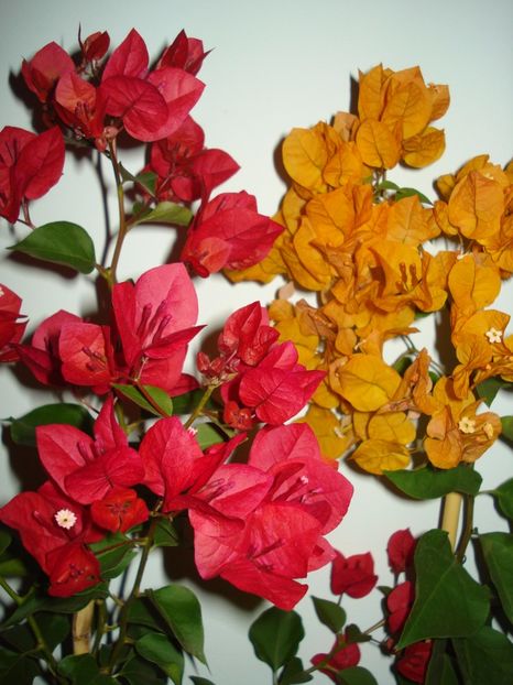  - BOUGAINVILLEA