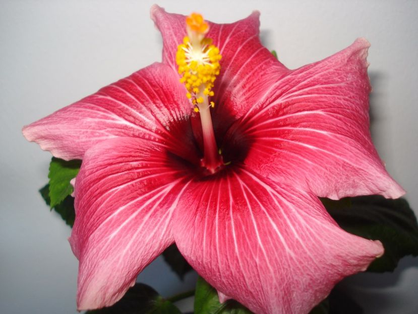  - HIBISCUS 2017