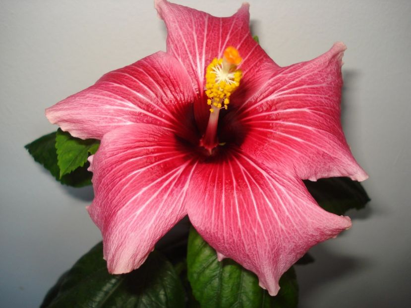  - HIBISCUS 2017
