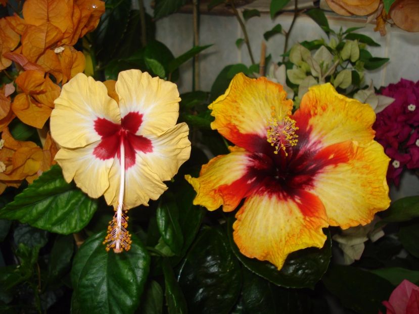 - HIBISCUS 2017