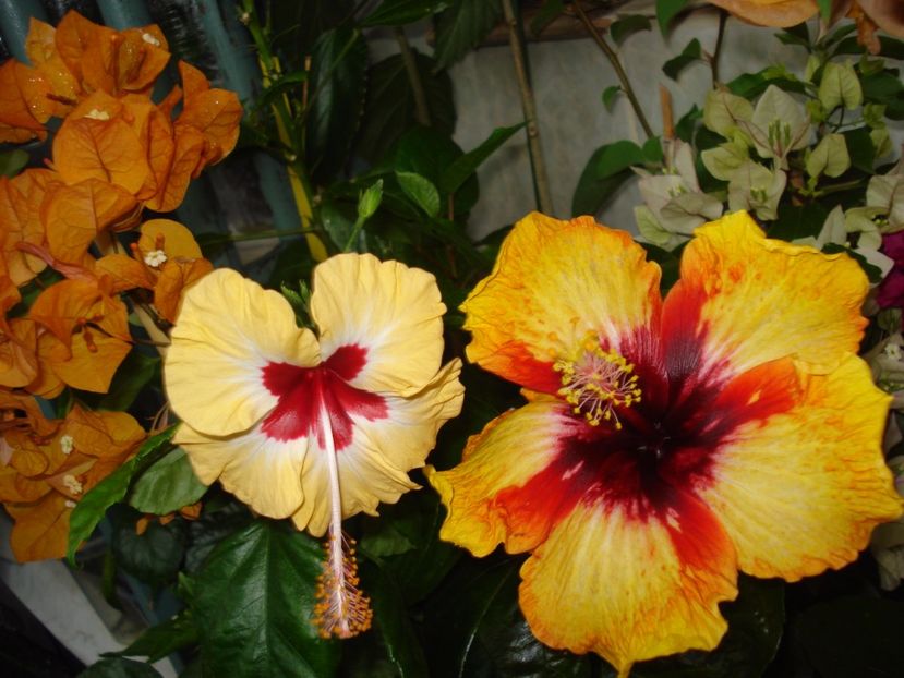  - HIBISCUS 2017