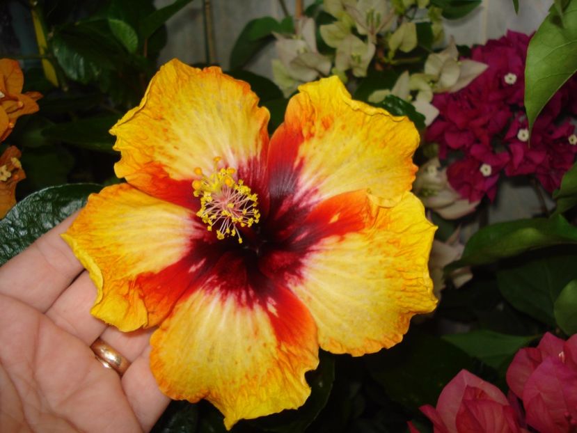  - HIBISCUS 2017