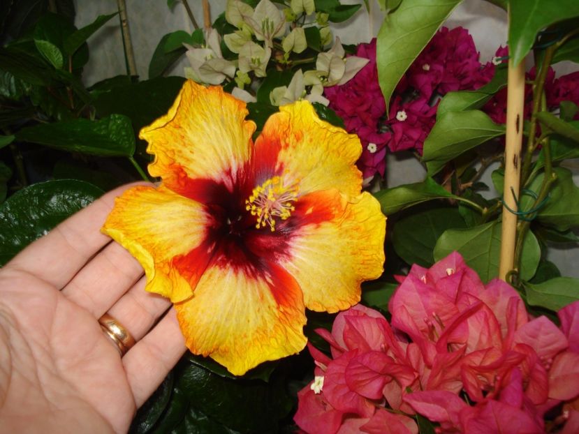  - HIBISCUS 2017