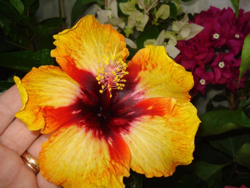  - HIBISCUS 2017