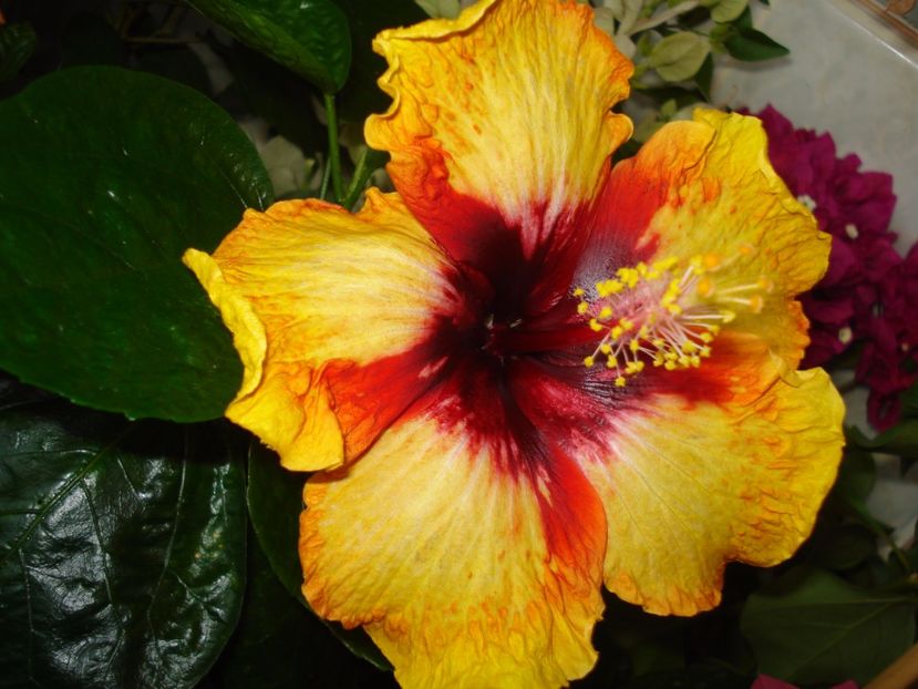  - HIBISCUS 2017
