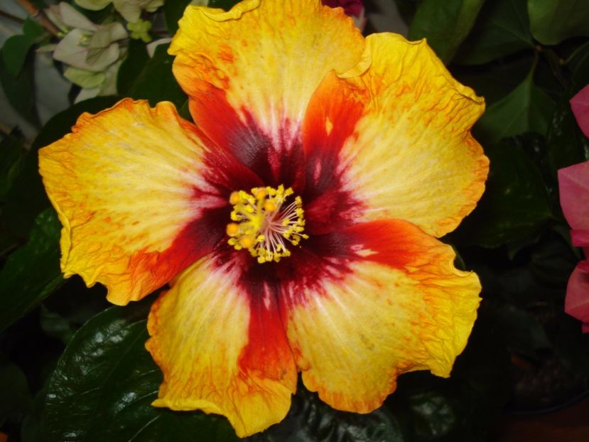  - HIBISCUS 2017