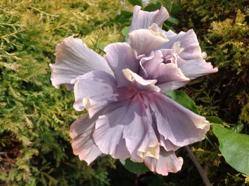  - A- HIBISCUS 2017