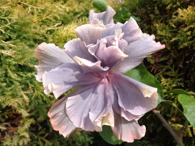  - A- HIBISCUS 2017