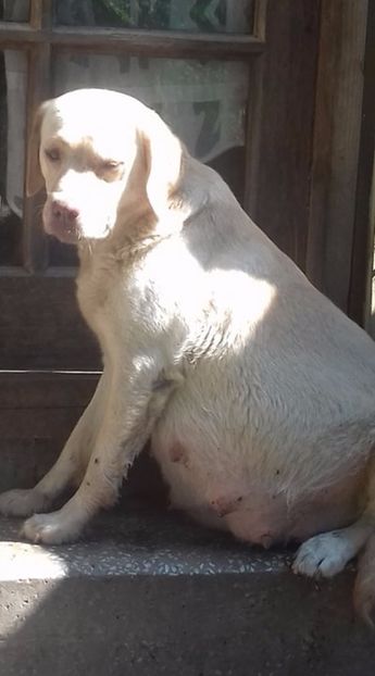 Labrador Retriever - Labrador Retriever