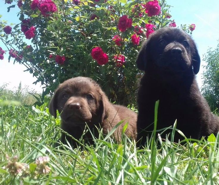 Labrador Retriever - Labrador Retriever