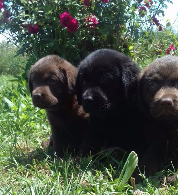 Labrador Retriever - Labrador Retriever