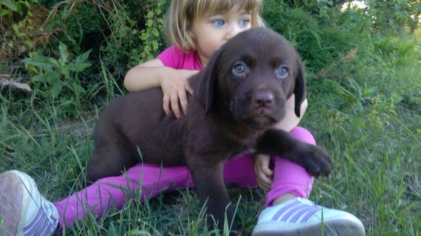 Labrador Retriever - Labrador Retriever