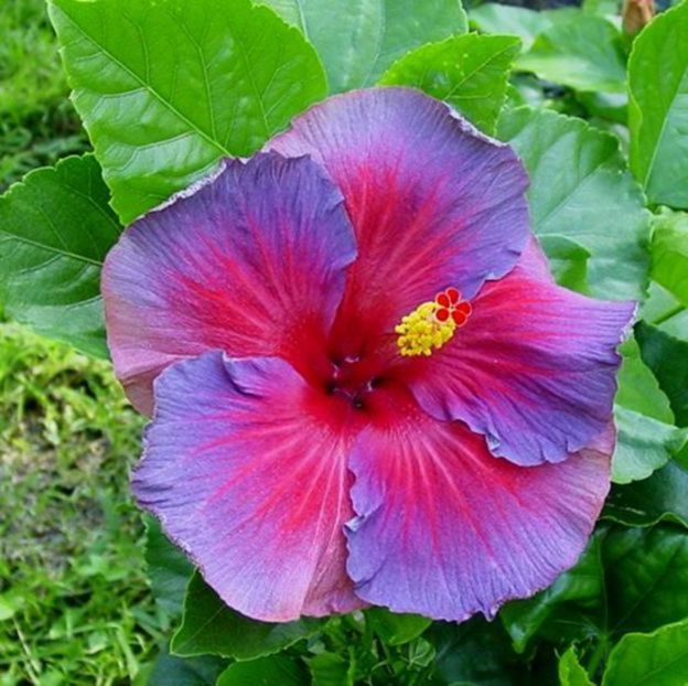 poza preluata - Hibiscus Electric Blue