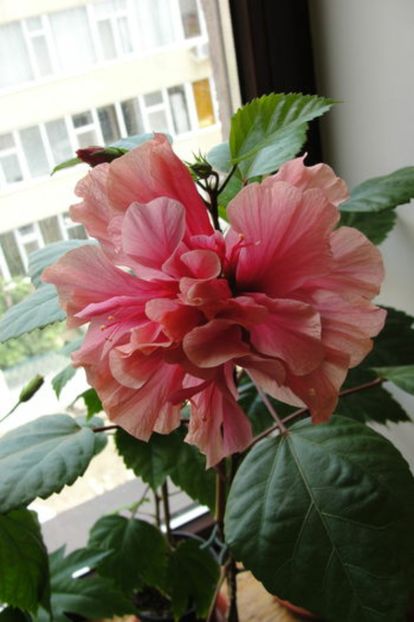 poza preluata - Hibiscus Asia