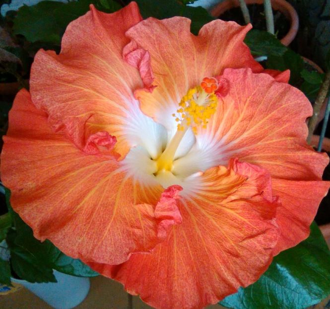  - Hibiscus Hot Ticket