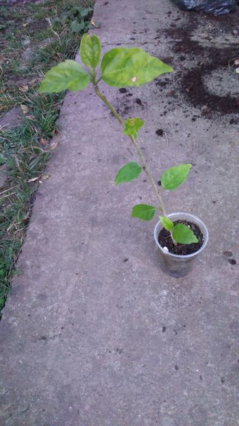 Trandafir japonez rosu bătut - Flori Disponibile_1